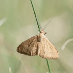 Scopula rubraria at Higgins Woodland - 12 Feb 2024 09:22 AM