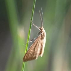 Scopula rubraria at Higgins Woodland - 12 Feb 2024 09:22 AM