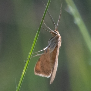 Scopula rubraria at Higgins Woodland - 12 Feb 2024