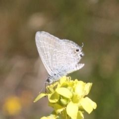 Theclinesthes miskini (Wattle Blue) at Hackett, ACT - 3 Feb 2024 by DavidForrester