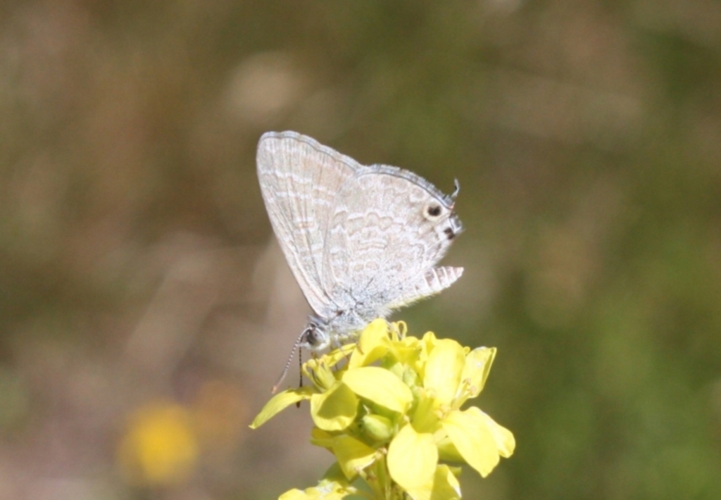 Theclinesthes miskini at Mount Ainslie - 3 Feb 2024
