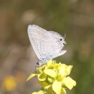 Theclinesthes miskini at Mount Ainslie - 3 Feb 2024