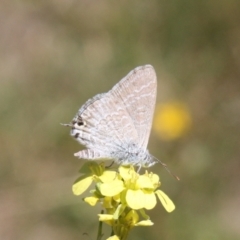 Theclinesthes miskini at Mount Ainslie - 3 Feb 2024