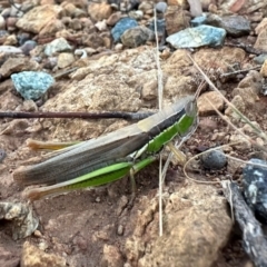 Bermius brachycerus (A grasshopper) at Mount Ainslie - 12 Feb 2024 by Pirom