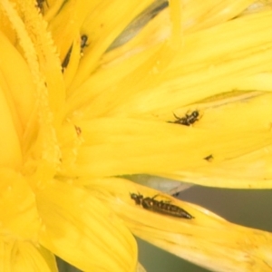 Thysanoptera (order) at Dunlop Grassland (DGE) - 12 Feb 2024