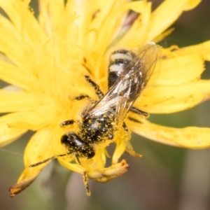 Lasioglossum (Chilalictus) sp. (genus & subgenus) at Fraser, ACT - 12 Feb 2024