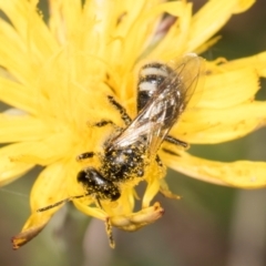 Lasioglossum (Chilalictus) sp. (genus & subgenus) (Halictid bee) at Dunlop Grassland (DGE) - 12 Feb 2024 by kasiaaus