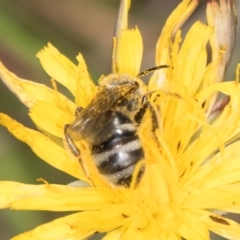 Lasioglossum (Chilalictus) sp. (genus & subgenus) at Fraser, ACT - 12 Feb 2024