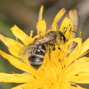 Lasioglossum (Chilalictus) sp. (genus & subgenus) at Fraser, ACT - 12 Feb 2024