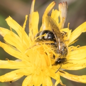 Lasioglossum (Chilalictus) sp. (genus & subgenus) at Fraser, ACT - 12 Feb 2024