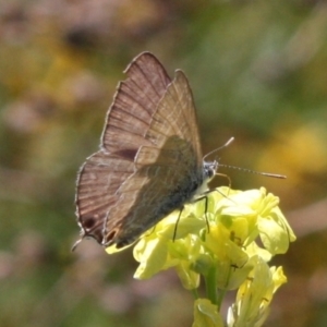 Theclinesthes miskini at Mount Ainslie - 11 Feb 2024