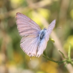 Theclinesthes miskini at Mount Ainslie - 11 Feb 2024