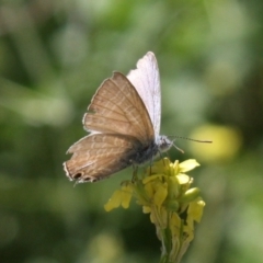 Theclinesthes miskini at Mount Ainslie - 11 Feb 2024