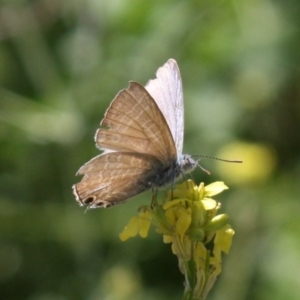 Theclinesthes miskini at Mount Ainslie - 11 Feb 2024