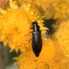 Dasytinae (subfamily) (Soft-winged flower beetle) at Fraser, ACT - 12 Feb 2024 by kasiaaus