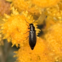 Dasytinae (subfamily) at Fraser, ACT - 12 Feb 2024