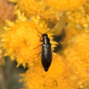 Dasytinae (subfamily) at Fraser, ACT - 12 Feb 2024 11:24 AM