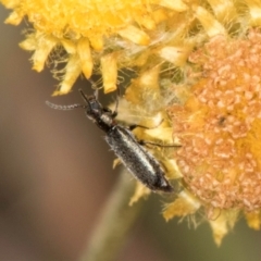 Dasytinae (subfamily) at Fraser, ACT - 12 Feb 2024