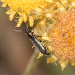 Dasytinae (subfamily) at Dunlop Grassland (DGE) - 12 Feb 2024