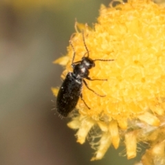 Dasytinae (subfamily) at Fraser, ACT - 12 Feb 2024