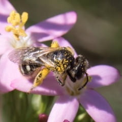 Lasioglossum (Chilalictus) sp. (genus & subgenus) (Halictid bee) at Dunlop Grasslands - 12 Feb 2024 by kasiaaus