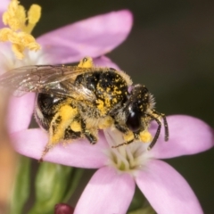 Lasioglossum (Chilalictus) sp. (genus & subgenus) at Fraser, ACT - 12 Feb 2024