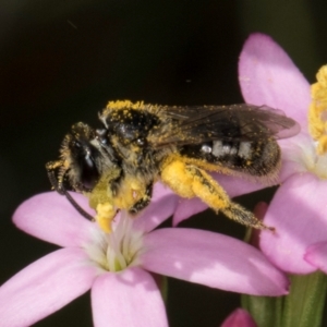 Lasioglossum (Chilalictus) sp. (genus & subgenus) at Fraser, ACT - 12 Feb 2024