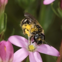 Lasioglossum (Chilalictus) sp. (genus & subgenus) at Fraser, ACT - 12 Feb 2024