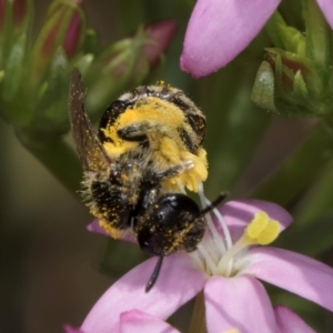 Lasioglossum (Chilalictus) sp. (genus & subgenus) at Dunlop Grassland (DGE) - 12 Feb 2024