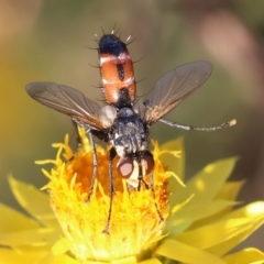 Cylindromyia sp. (genus) (Bristle fly) at Hughes Grassy Woodland - 12 Feb 2024 by LisaH