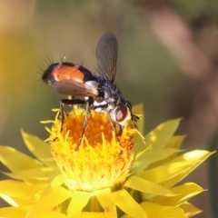 Cylindromyia sp. (genus) at Red Hill to Yarralumla Creek - 12 Feb 2024