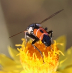 Cylindromyia sp. (genus) at Red Hill to Yarralumla Creek - 12 Feb 2024 06:47 PM