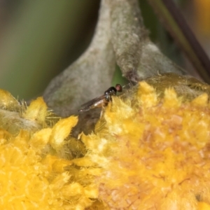 Eulophidae (family) at Dunlop Grassland (DGE) - 12 Feb 2024