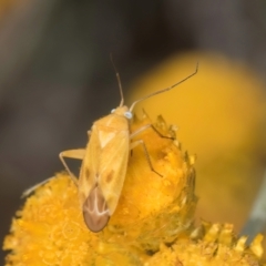 Miridae (family) (Unidentified plant bug) at Dunlop Grassland (DGE) - 12 Feb 2024 by kasiaaus