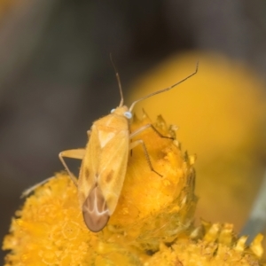 Miridae (family) at Dunlop Grassland (DGE) - 12 Feb 2024