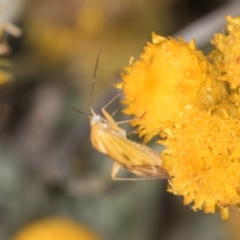 Miridae (family) at Dunlop Grassland (DGE) - 12 Feb 2024