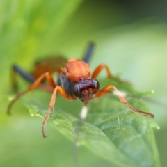 Ctenochares bicolorus (Black-tipped orange ichneumon) at Hughes, ACT - 12 Feb 2024 by LisaH