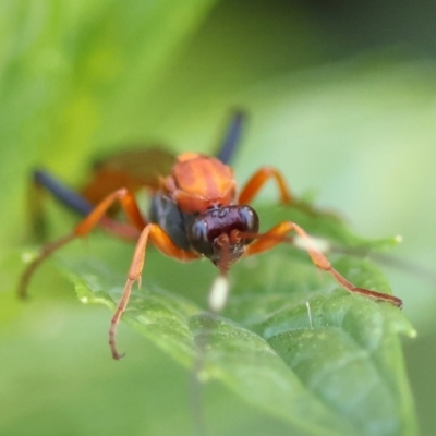 Ctenochares bicolorus (Black-tipped orange ichneumon) at Hughes, ACT - 12 Feb 2024 by LisaH