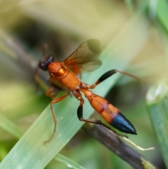 Ctenochares bicolorus at Hughes, ACT - 12 Feb 2024