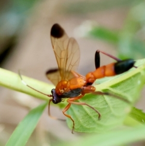 Ctenochares bicolorus at Hughes, ACT - 12 Feb 2024