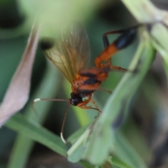 Ctenochares bicolorus at Hughes, ACT - 12 Feb 2024