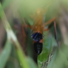 Ctenochares bicolorus at Hughes, ACT - 12 Feb 2024