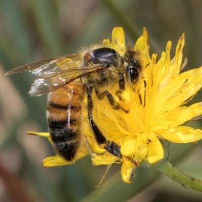 Apis mellifera (European honey bee) at Dunlop Grassland (DGE) - 12 Feb 2024 by kasiaaus
