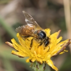 Apis mellifera at Dunlop Grassland (DGE) - 12 Feb 2024