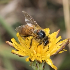 Apis mellifera at Fraser, ACT - 12 Feb 2024