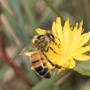 Apis mellifera at Fraser, ACT - 12 Feb 2024