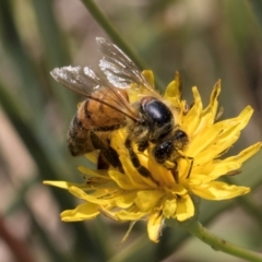 Apis mellifera at Fraser, ACT - 12 Feb 2024