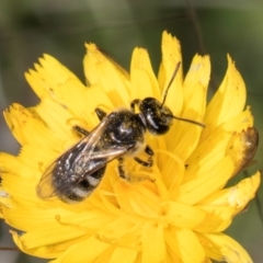 Lasioglossum (Chilalictus) sp. (genus & subgenus) (Halictid bee) at Dunlop Grasslands - 12 Feb 2024 by kasiaaus