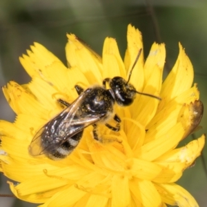 Lasioglossum (Chilalictus) sp. (genus & subgenus) at Fraser, ACT - 12 Feb 2024