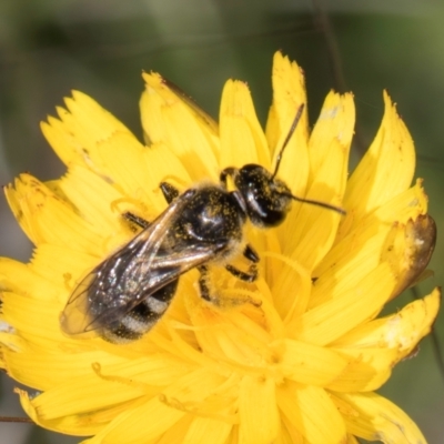 Lasioglossum (Chilalictus) sp. (genus & subgenus) (Halictid bee) at Dunlop Grassland (DGE) - 12 Feb 2024 by kasiaaus